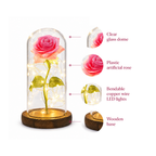 Beautiful Rose Full Bloom Light