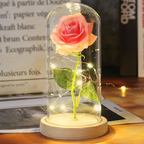 Enchanted Rose - Full Bloom