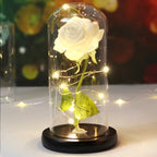 Enchanted Rose - Full Bloom