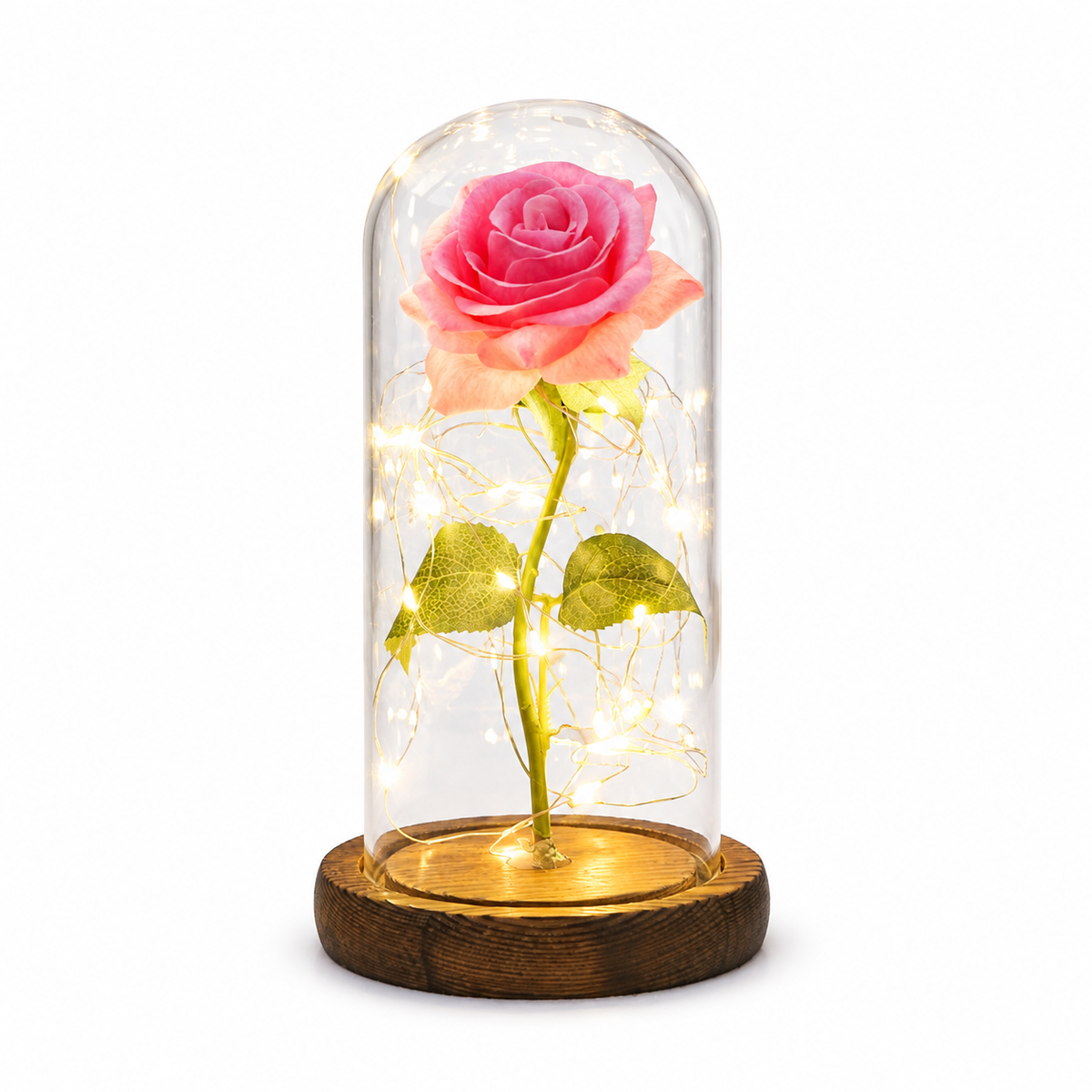 Beautiful Rose Full Bloom Light